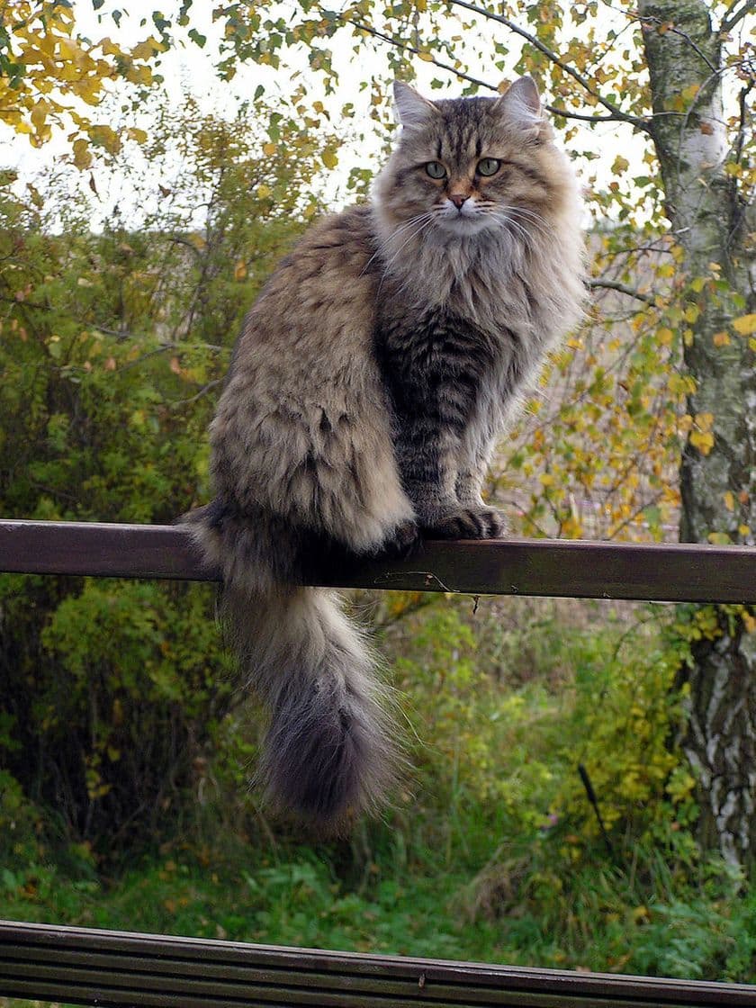 Fashion Siberian cat - Wikipedia