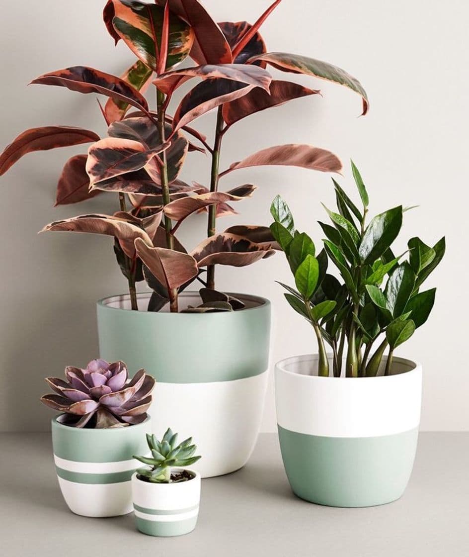 Fashion Plantas para tener en interiores 