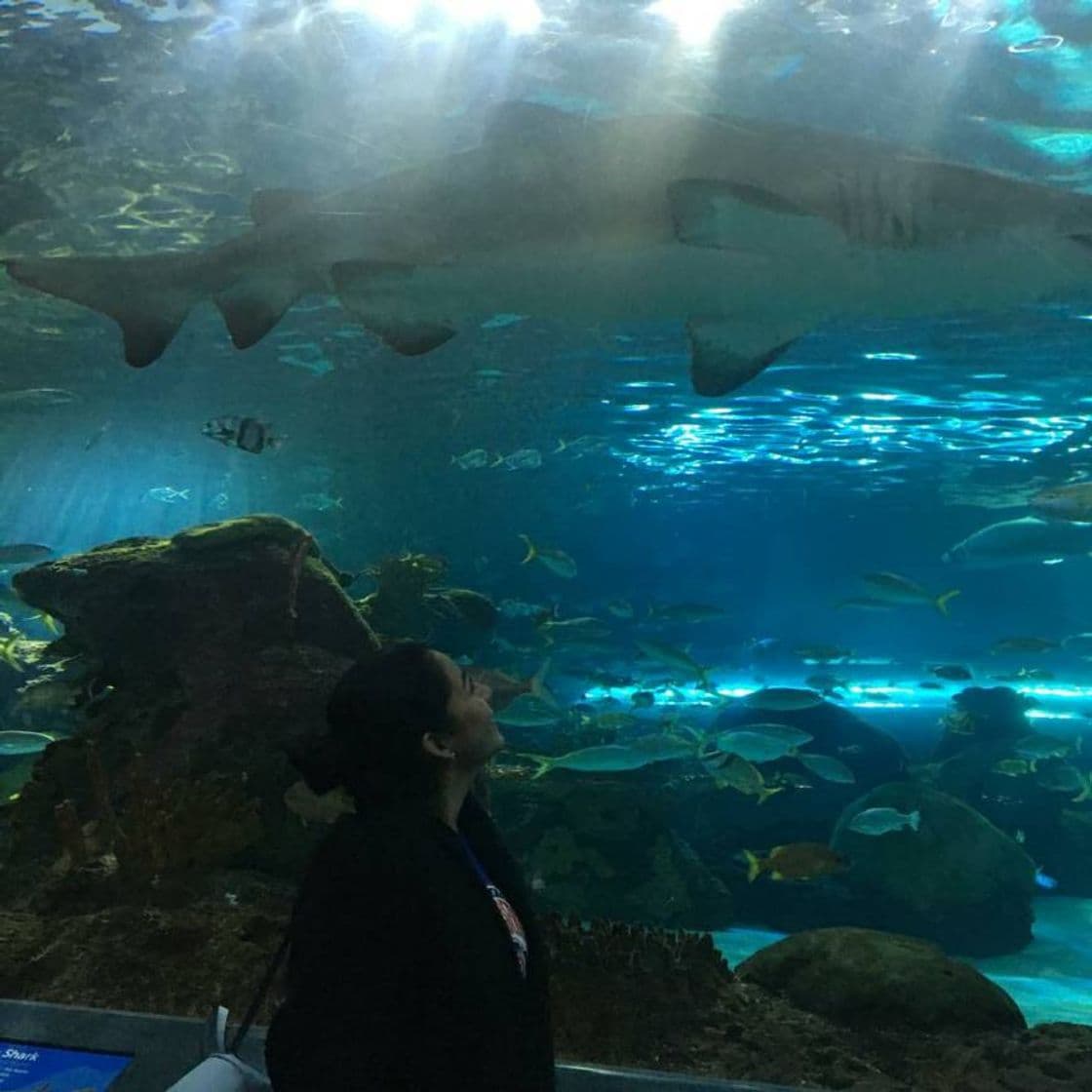 Place Acuario de Ripley