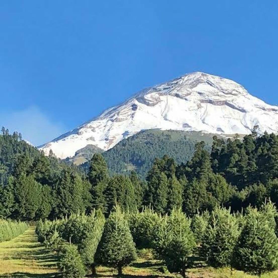 Lugar Bosque de los Árboles de Navidad