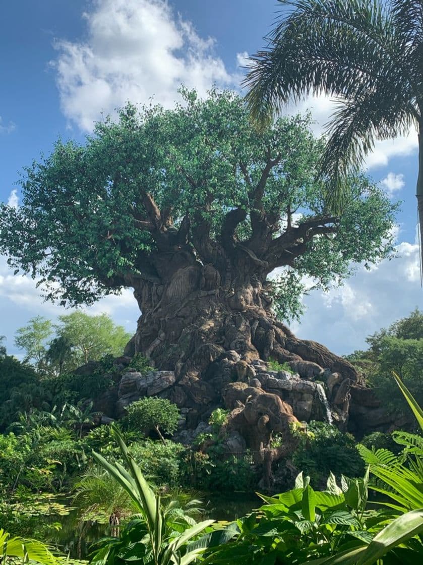 Place Disney's Animal Kingdom