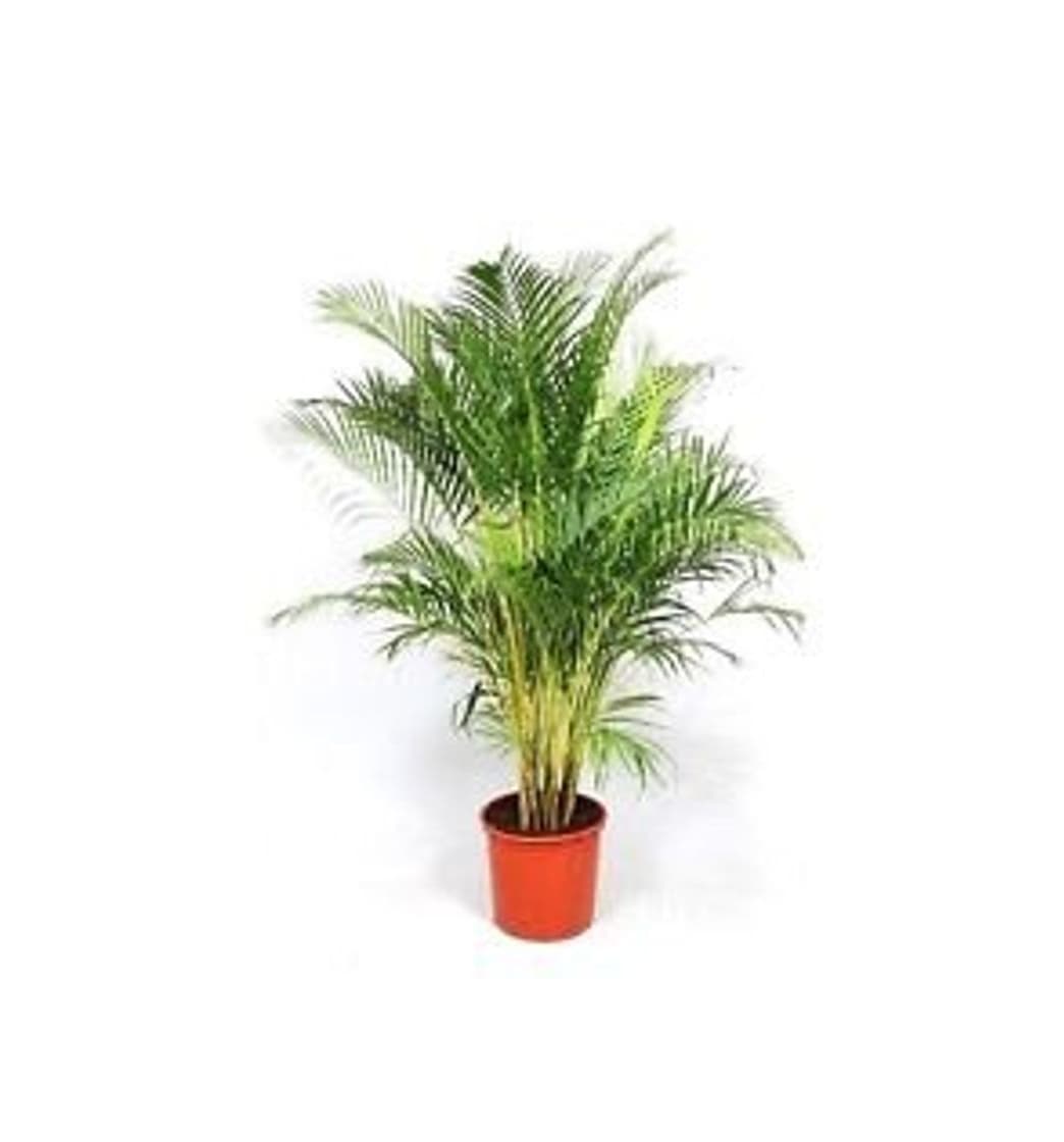 Product Dypsis Lutescens