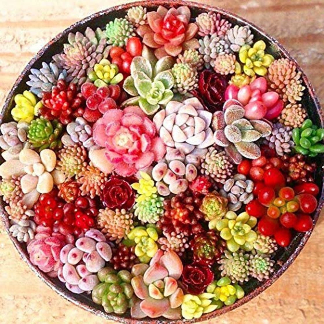 Producto MURIEO jardín- 100 Unids Semillas Mixtas Suculentas Rare Living Stones Cactus Planta