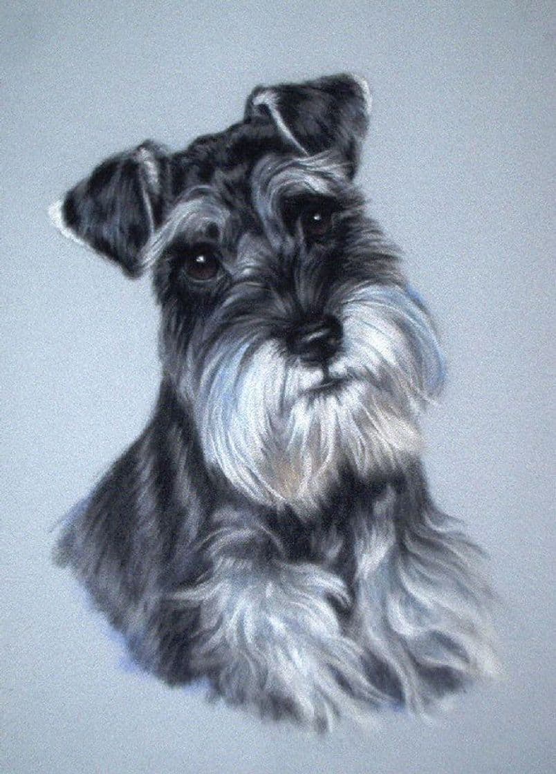 Fashion  Raza Schnauzer