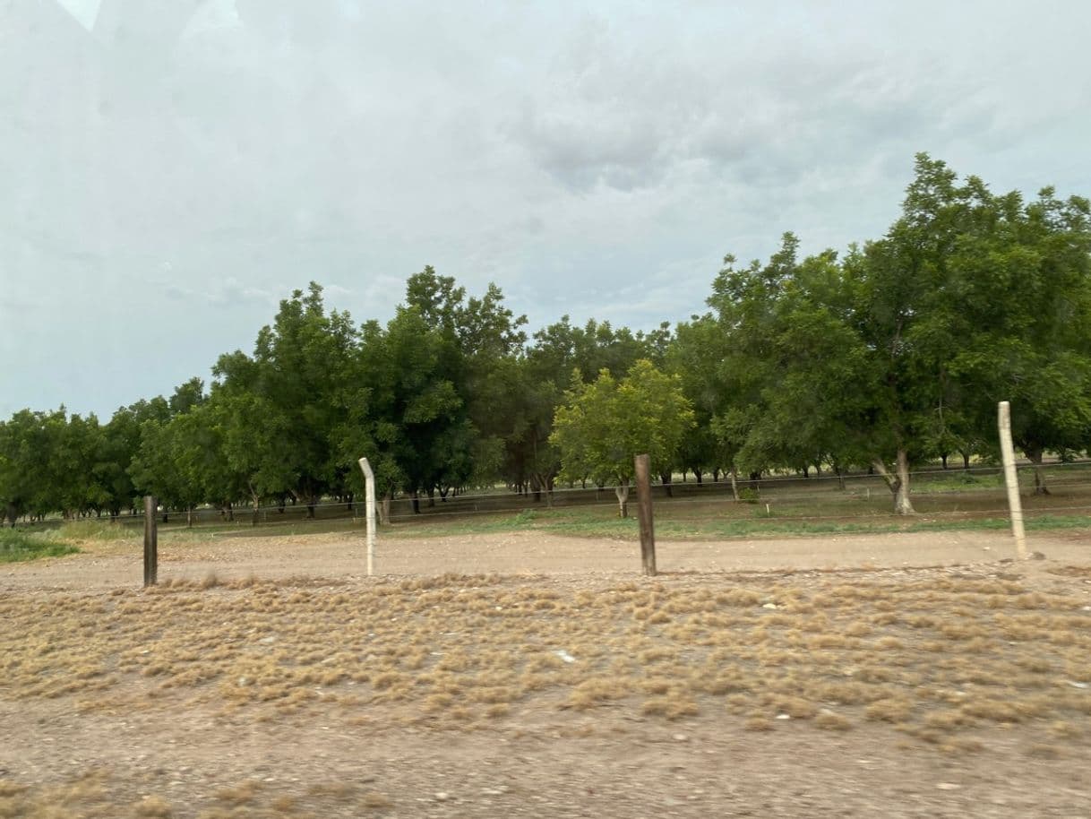 Product El nogal. Técnicas de producción de fruto y madera