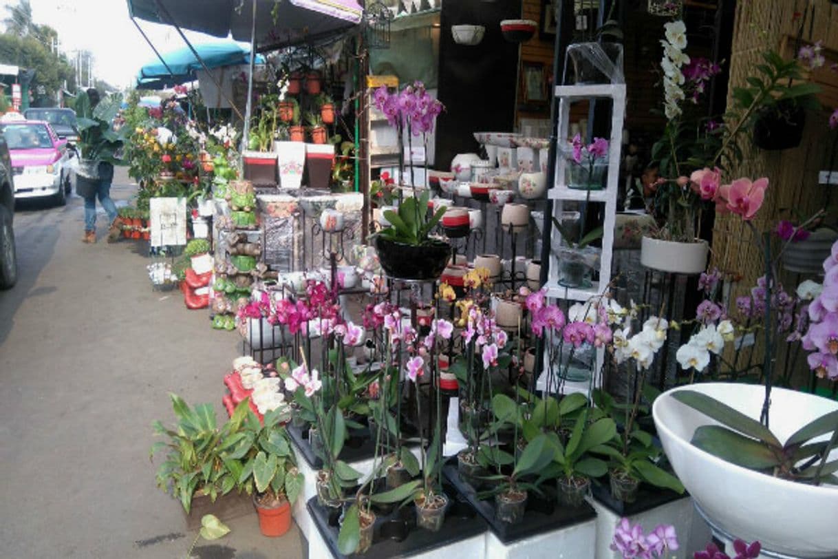 Lugar Mercado de plantas madre selva