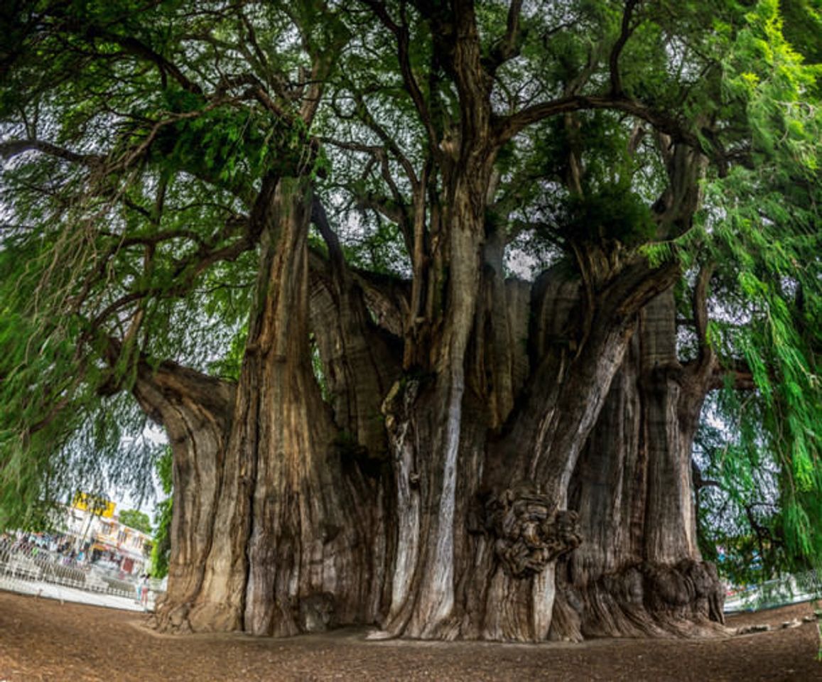 Lugar Árbol del Tule