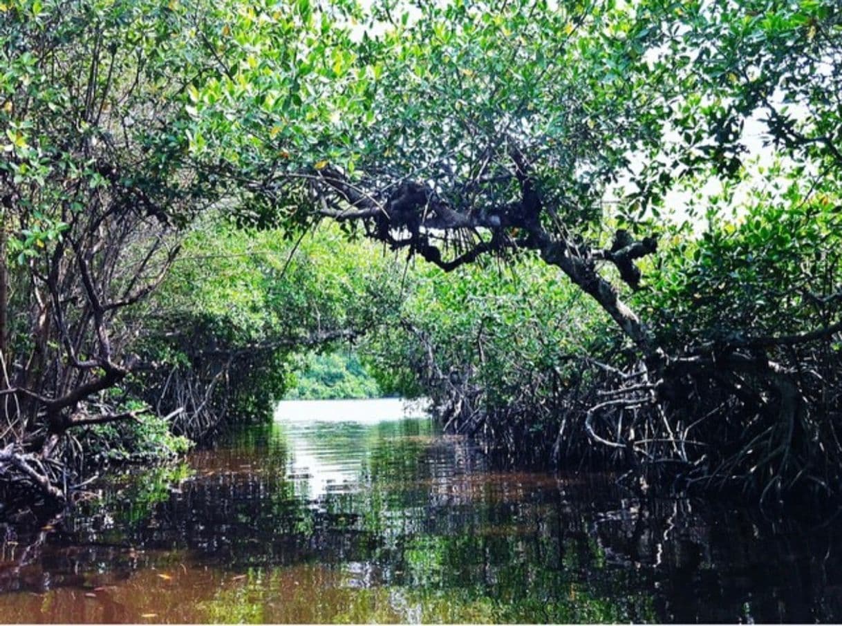 Lugar Río Tecolutla