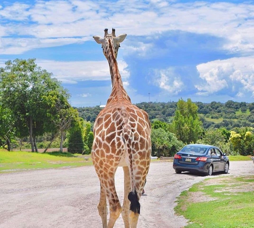 Lugar Africam Safari