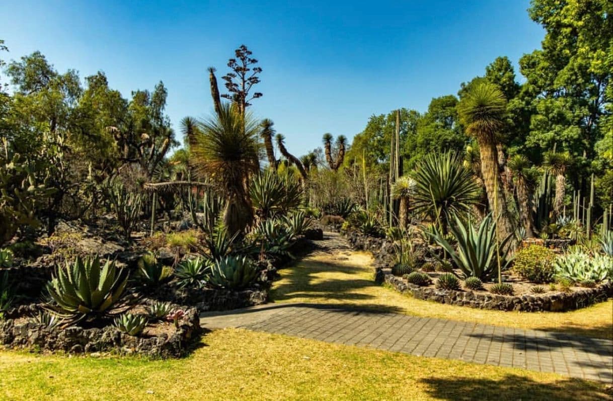 Lugar Jardín Botánico IB-UNAM