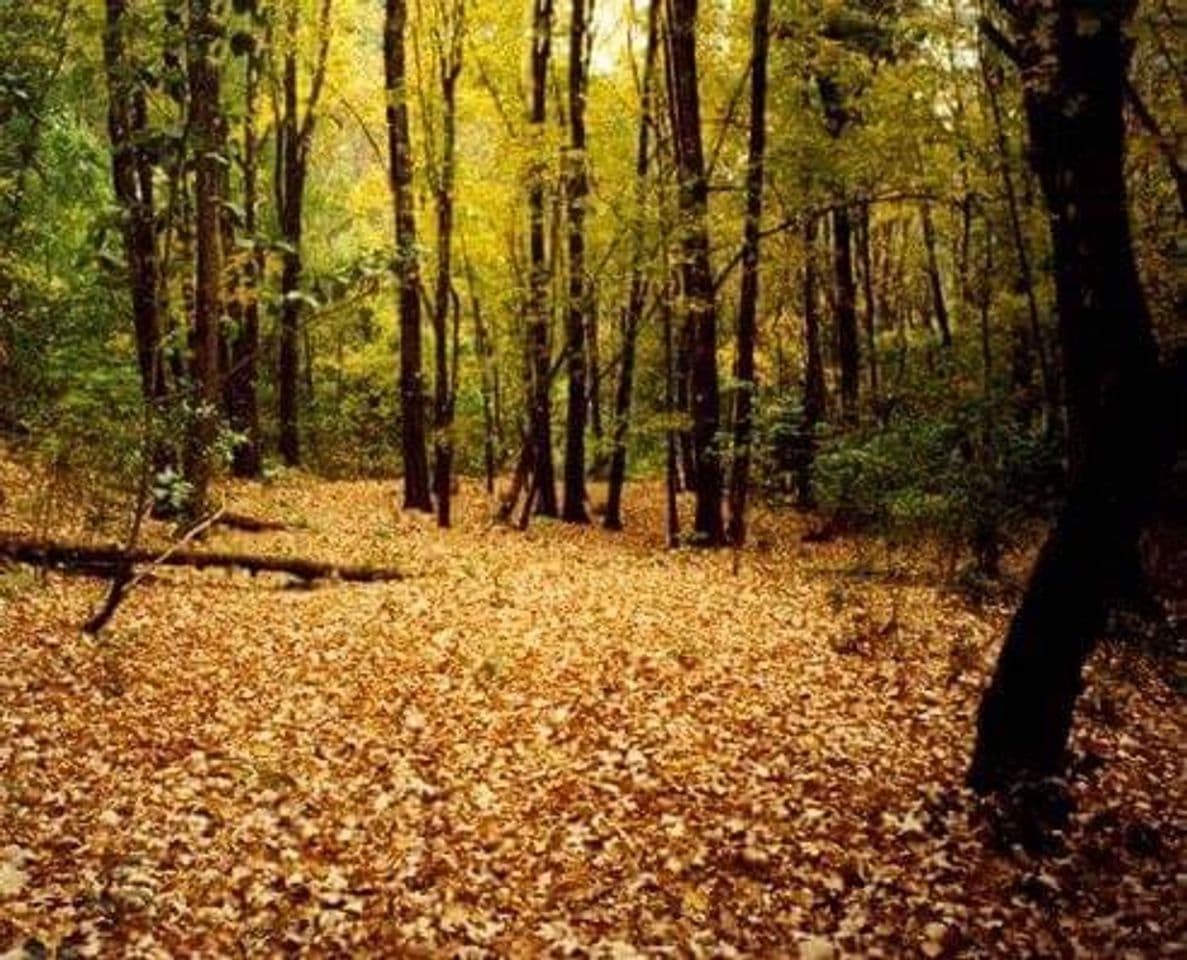 Place Bosque de Arce, Bosque de Maple