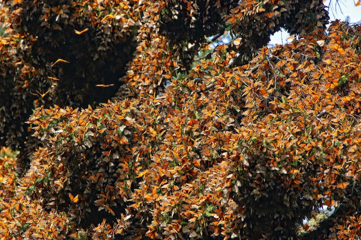 Place Santuario de la Mariposa Monarca "El Rosario"