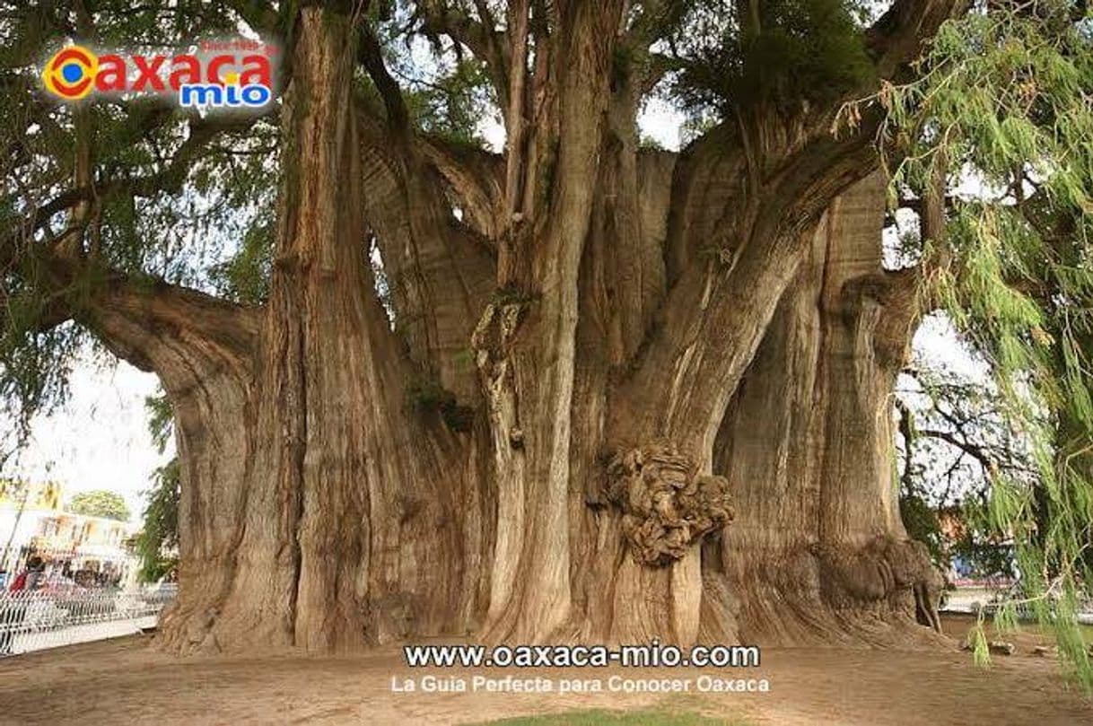 Lugar Árbol del Tule