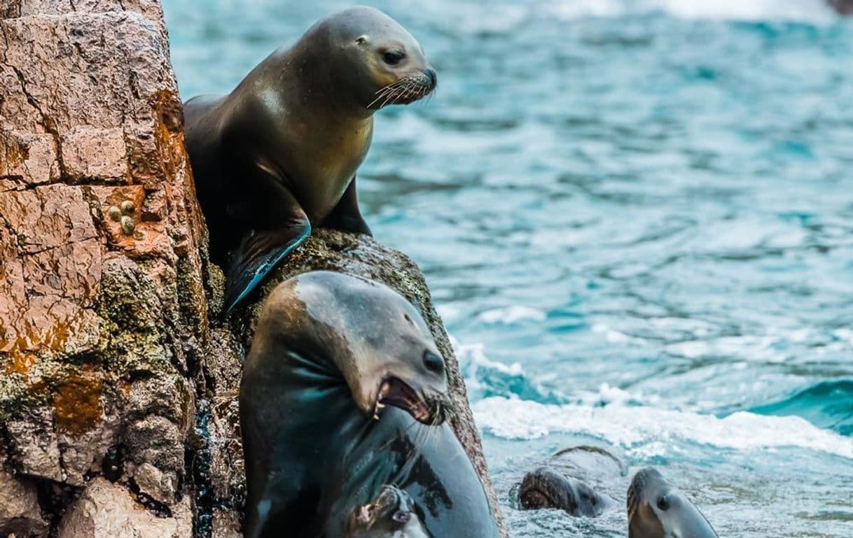 Lugar Reserva Nacional Islas Ballestas