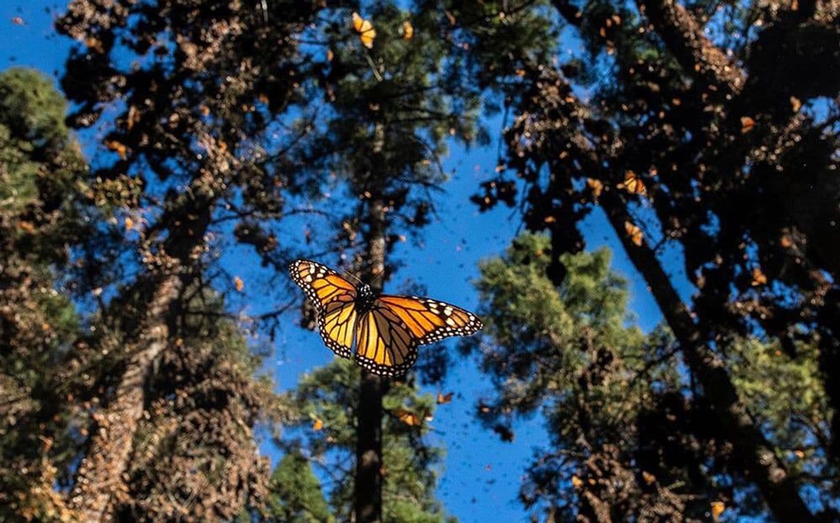 Lugar Reserva de la Biósfera Santuario Mariposa Monarca