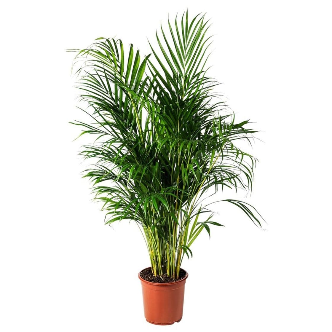 Fashion DYPSIS LUTESCENS Planta, Areca, 24 cm