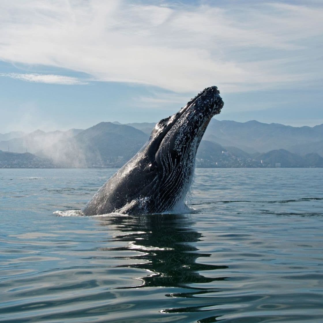 Lugar Oceanfriendly Whale Watching Tours