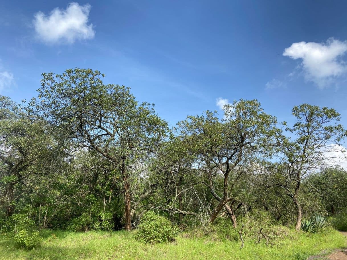 Lugar Bosque de Tlalpan