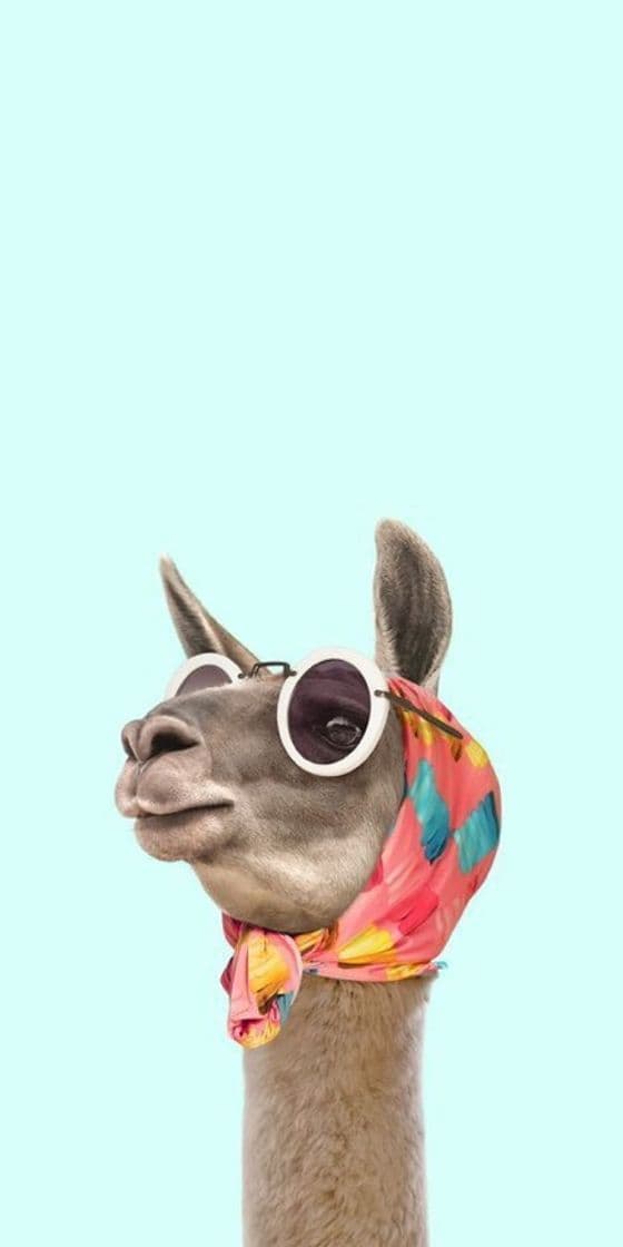 Fashion Fondo de pantalla 🦙