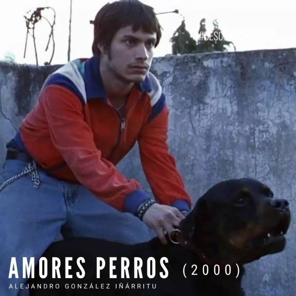 Moda AMORES PERROS