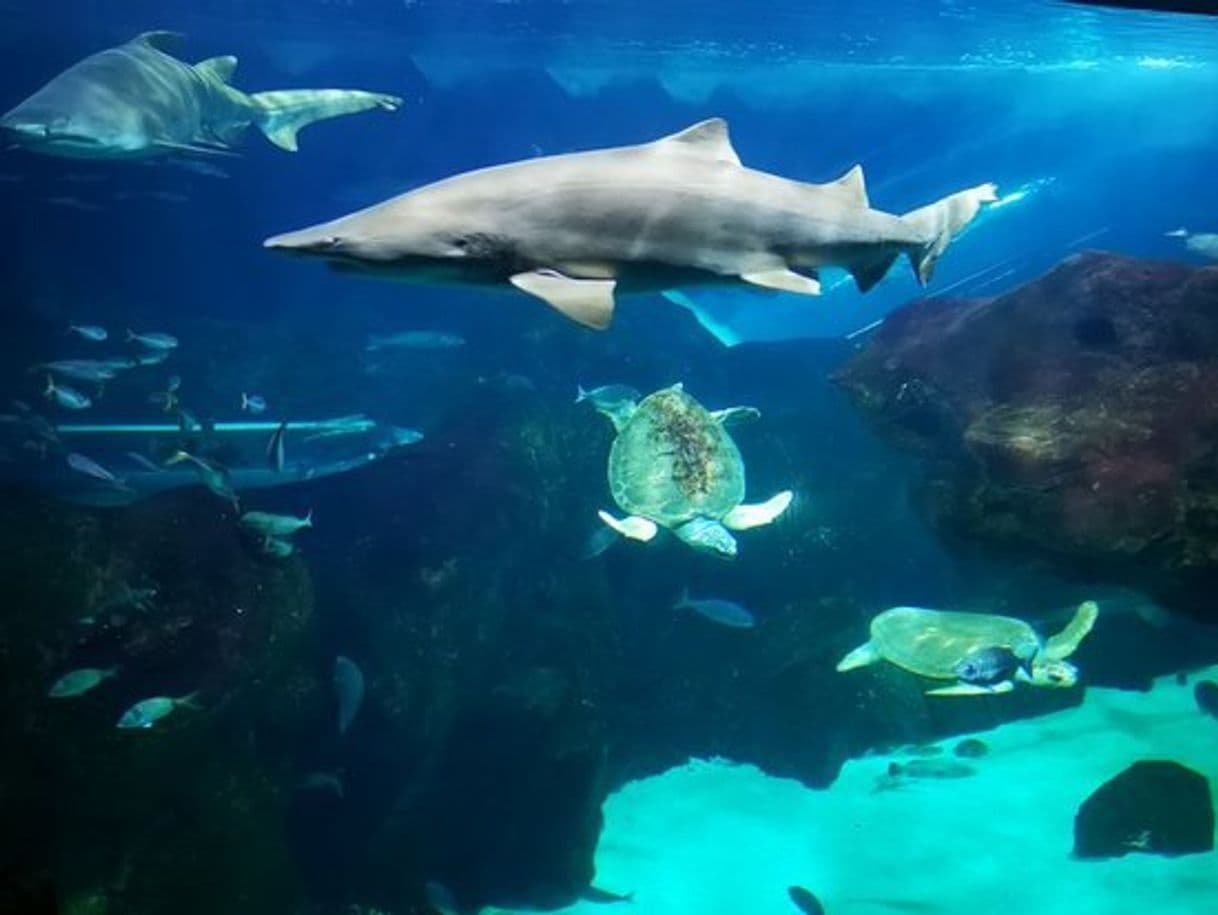 Lugar Acuario de Gijón