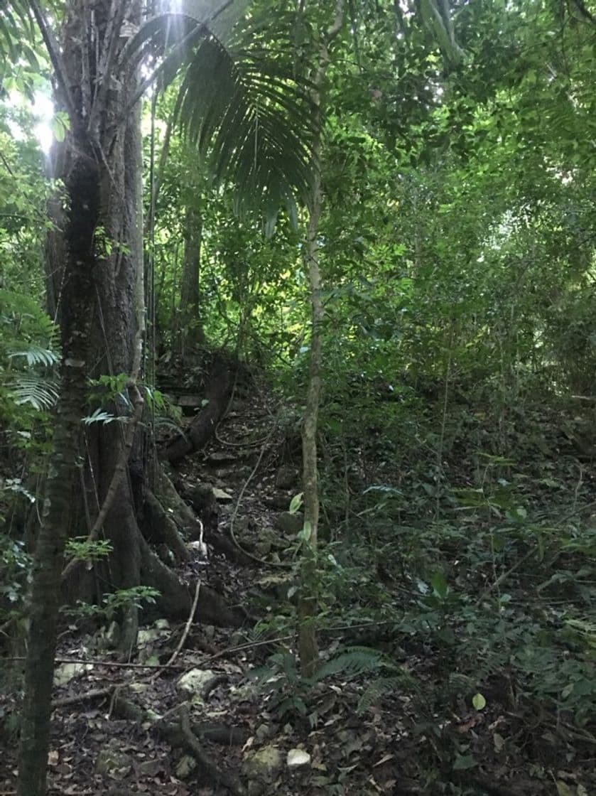 Lugar Selva La Candona