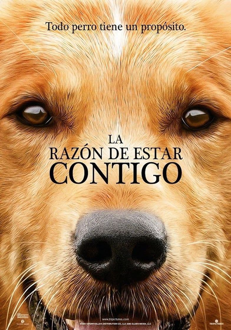 Película A Dog's Purpose