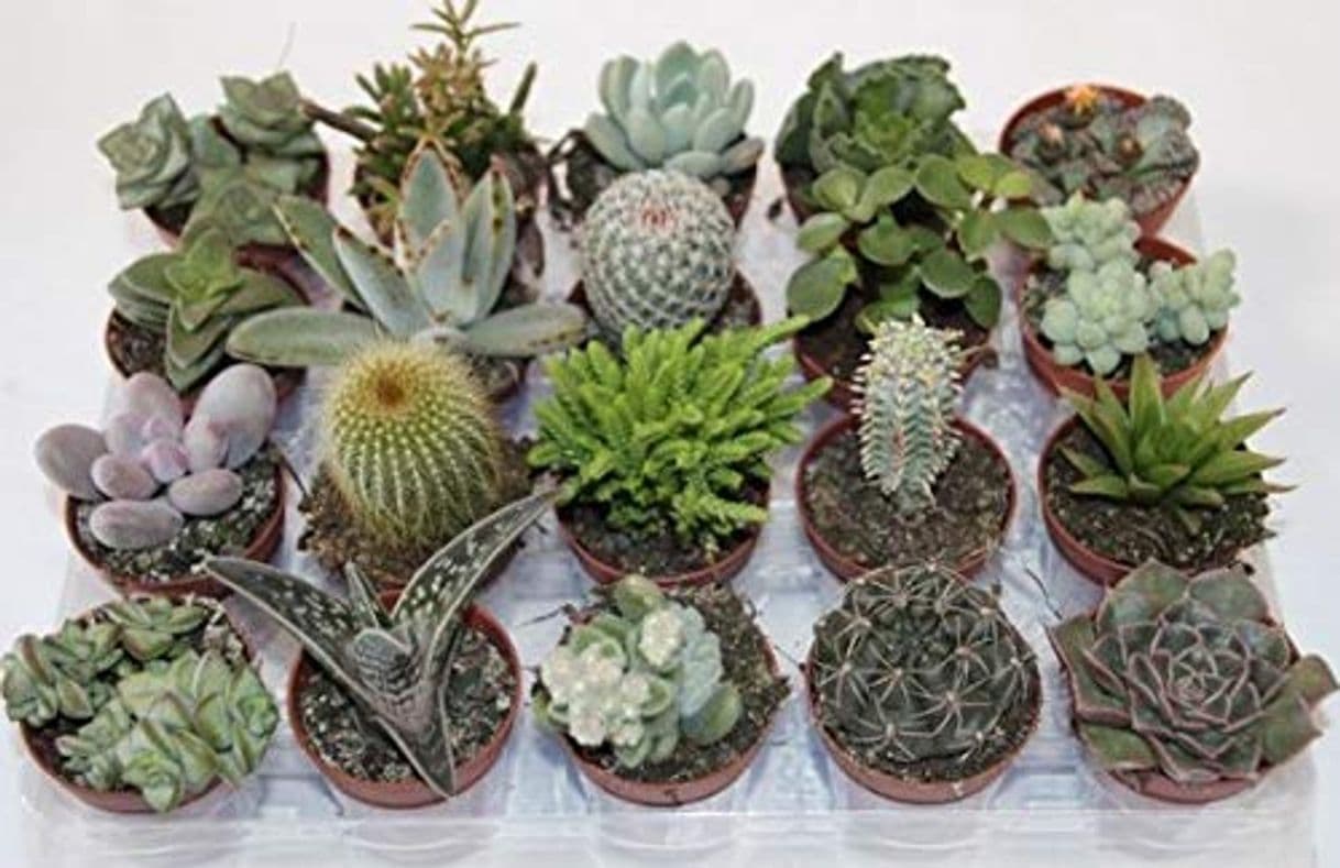 Producto PCMOVILES 10 CACTUS NATURALES DIFERENTES EN MACETA DE 5CM