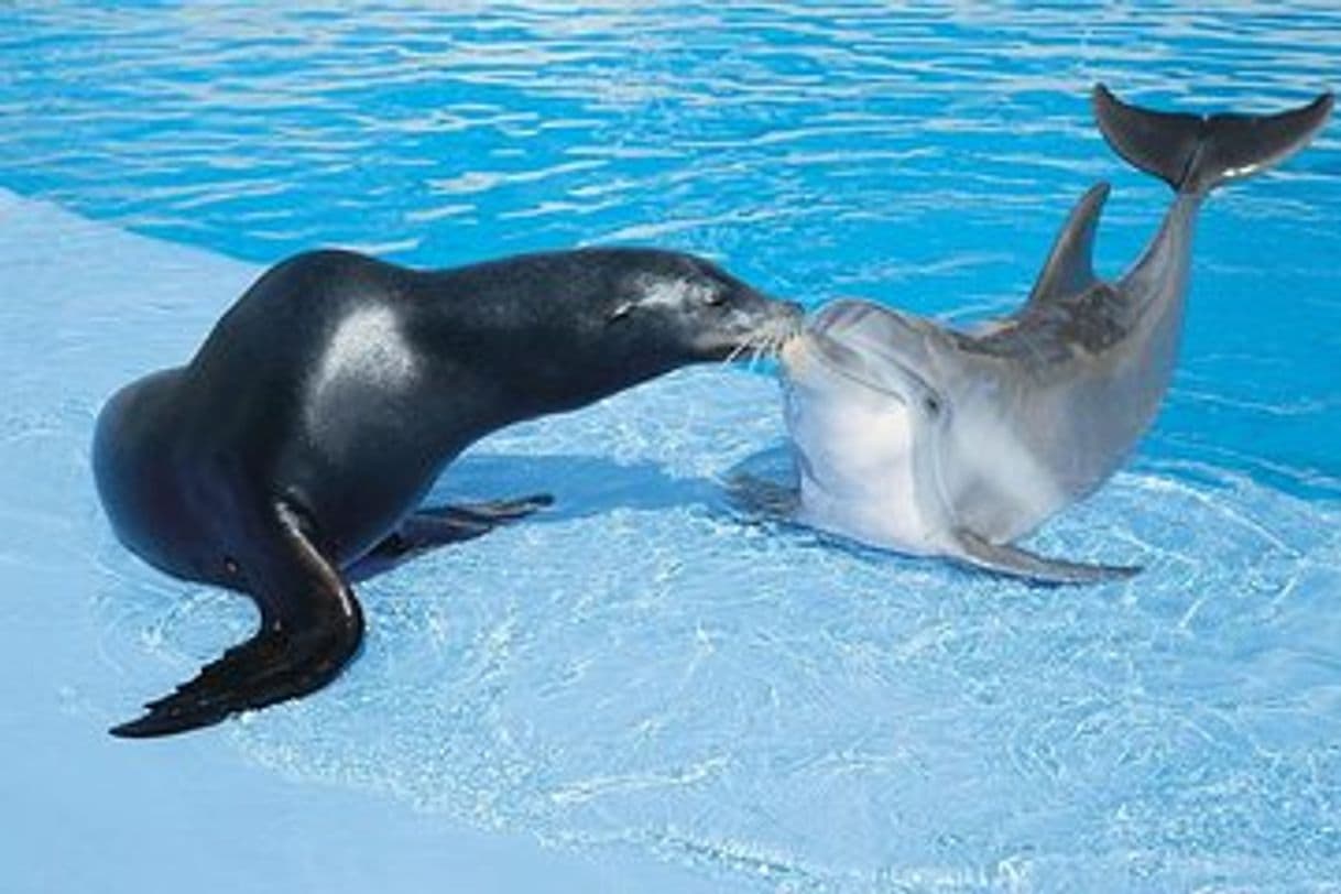 Lugar Acuario Los Delfines