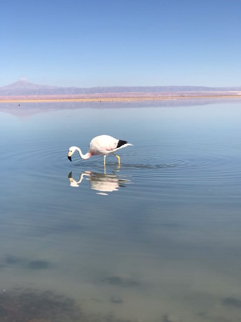 Place Salar de Atacama