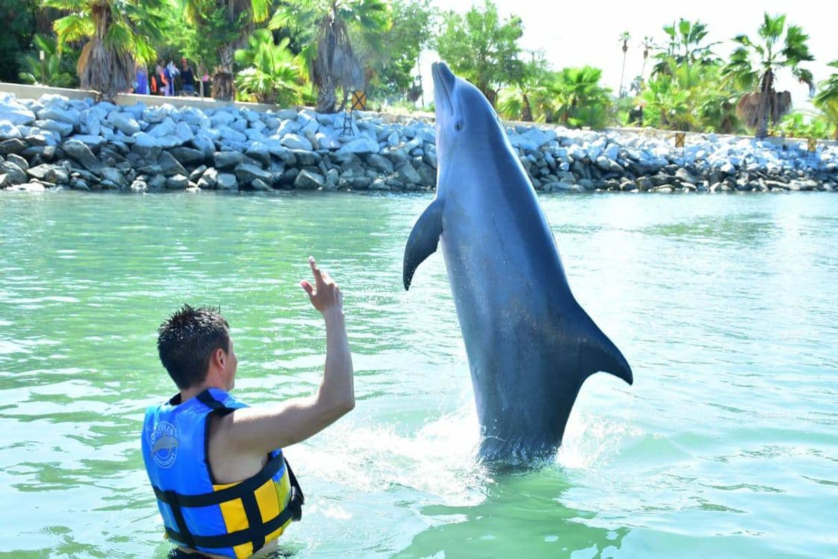 Lugar Dolphin Discovery Los Cabos