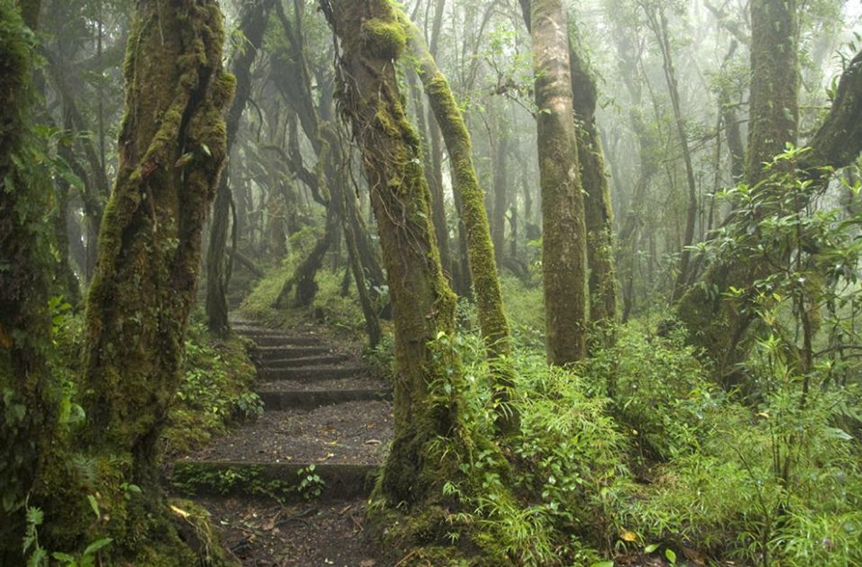 Lugar Parque Nacional Braulio Carrillo