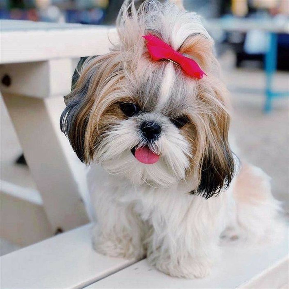 Moda Shih-Tzu