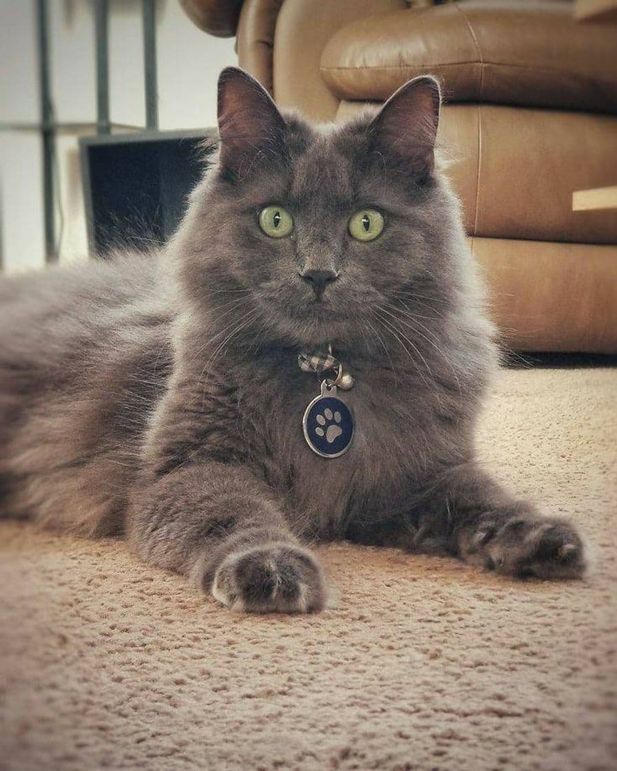 Fashion Nebelung 