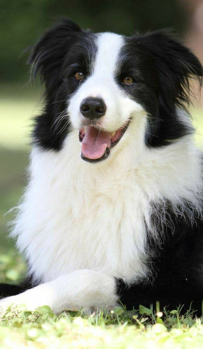 Fashion Border Collie