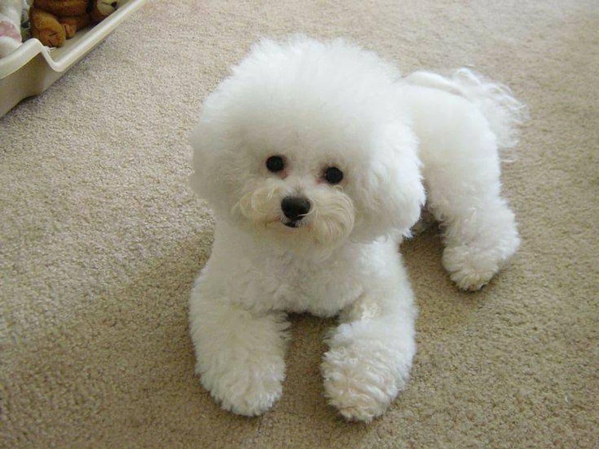 Moda Bichon Frise