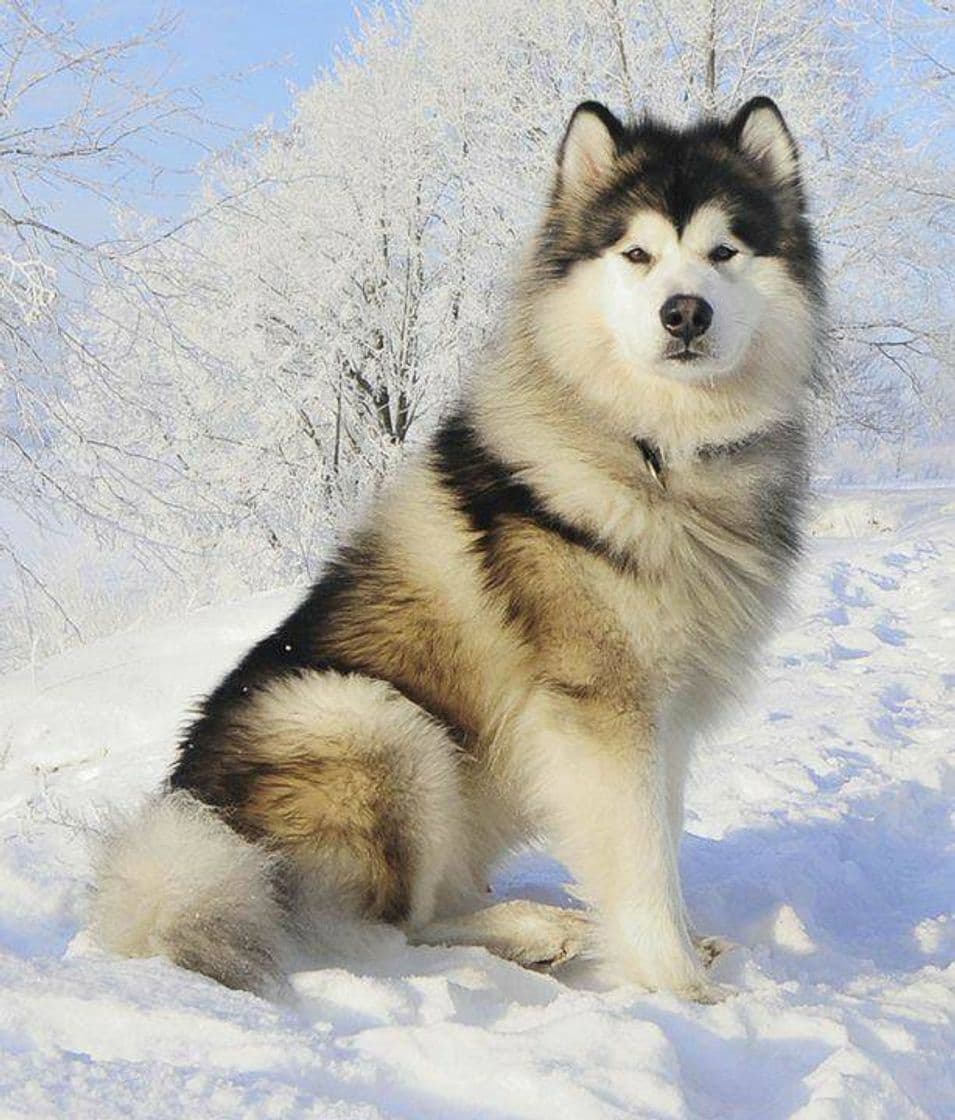 Moda Malamute do alasca