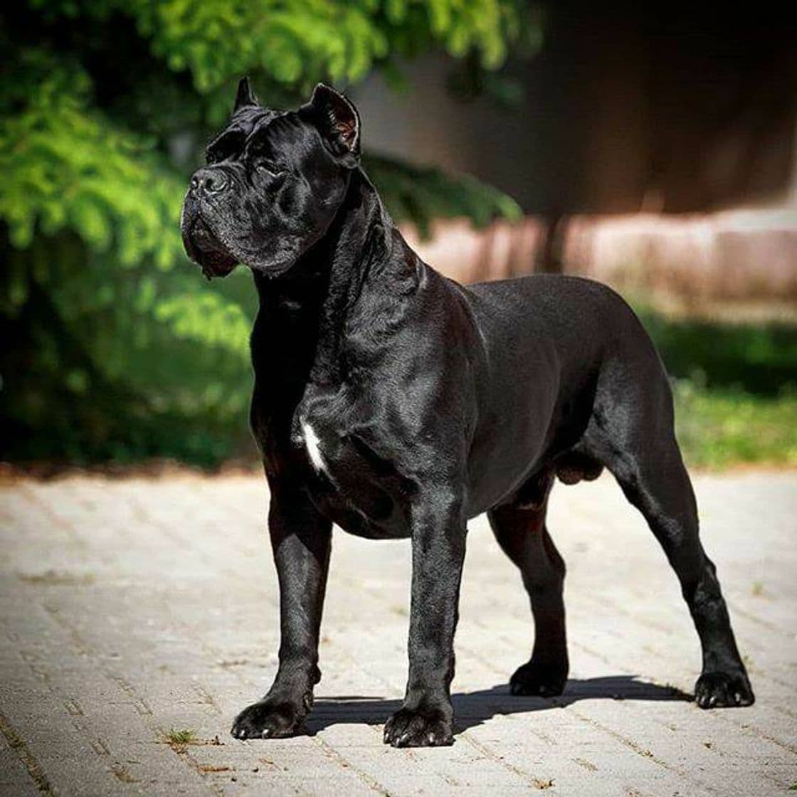 Moda Cane Corso