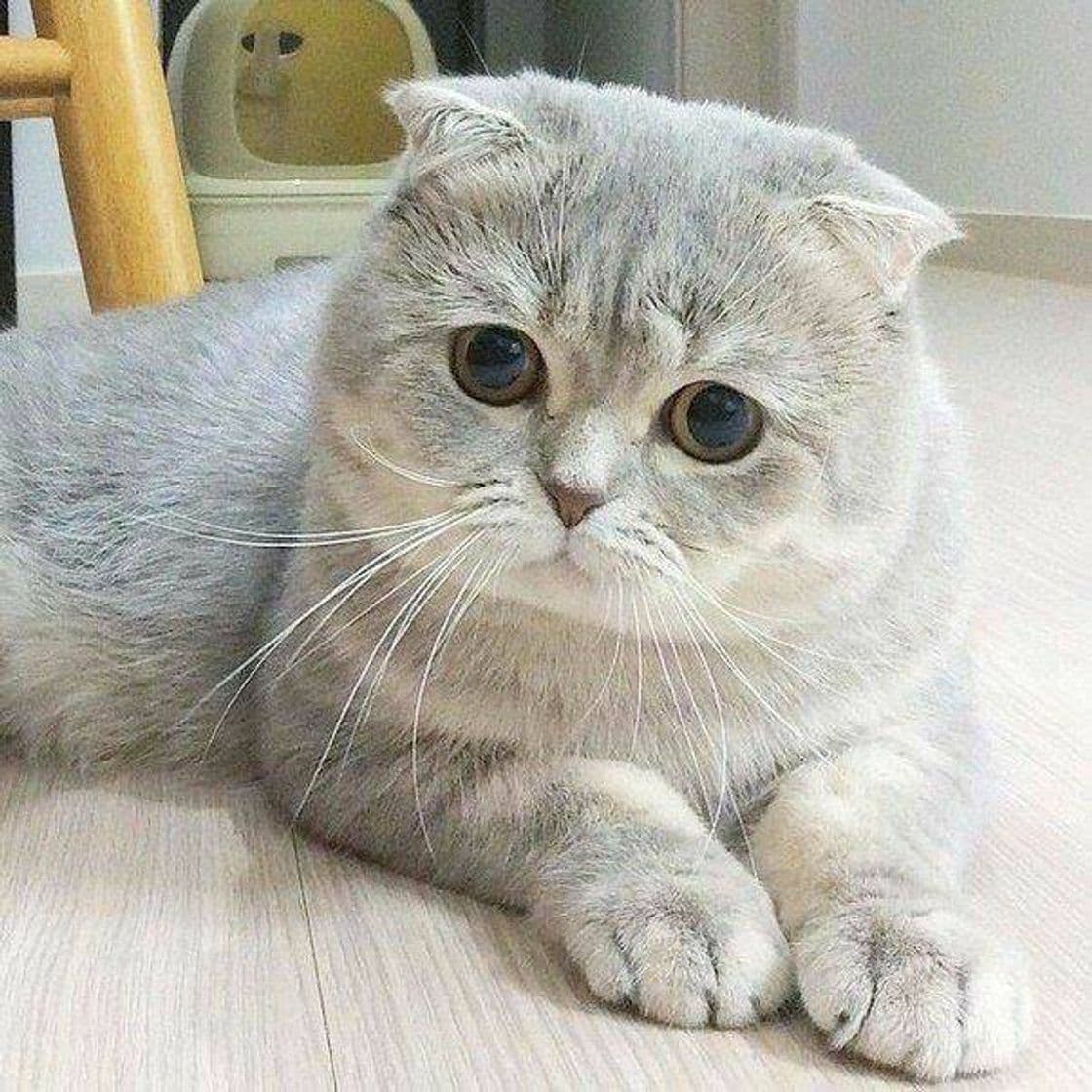 Fashion Scottish Fold