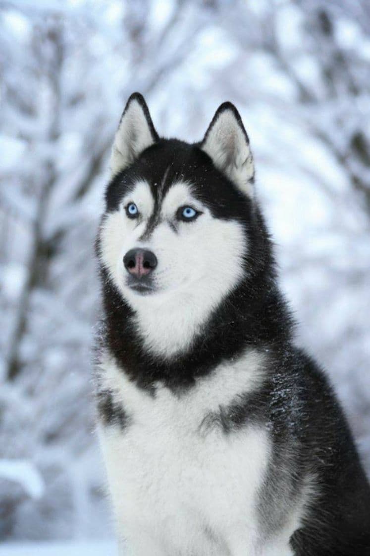 Moda Husky Siberiano