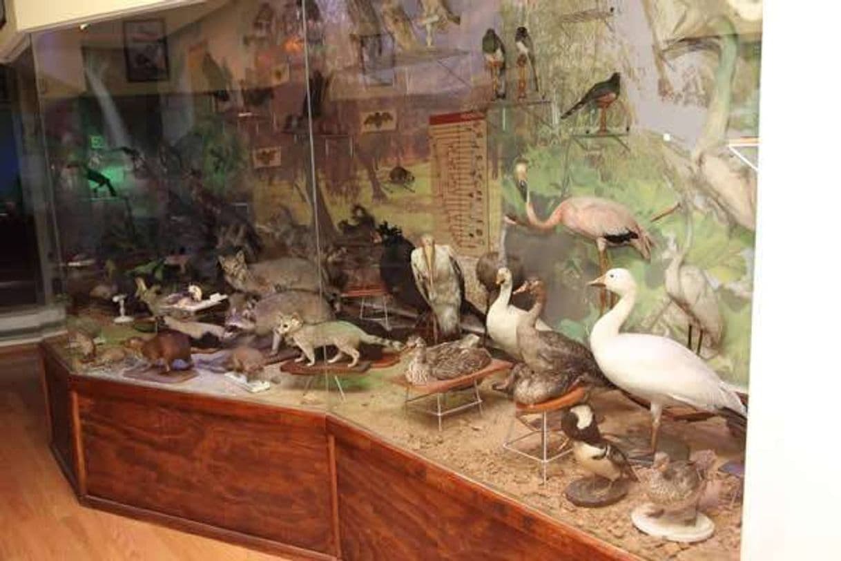 Lugar Museo de Historia Natural "Alfredo Dugés"