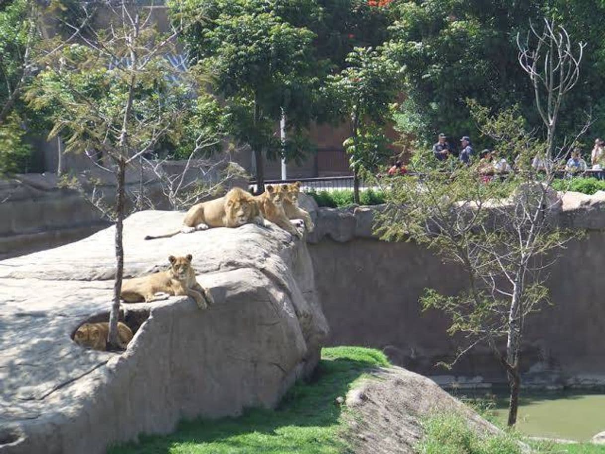 Lugar Zoológico San Juan de Aragón