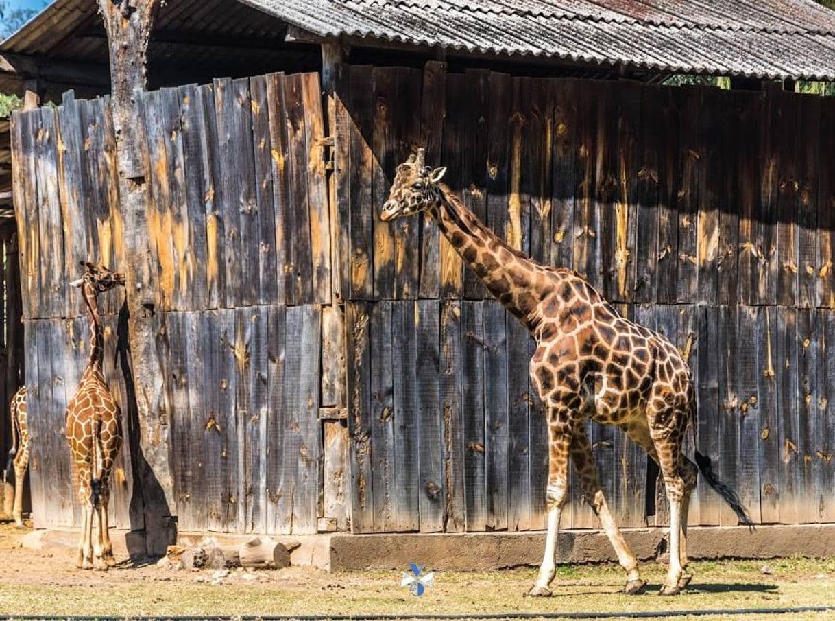 Lugar Parque Zoológico Benito Juárez