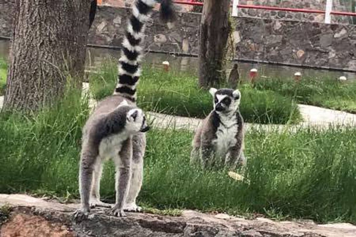 Lugar Mundo Granjero y Zoológico