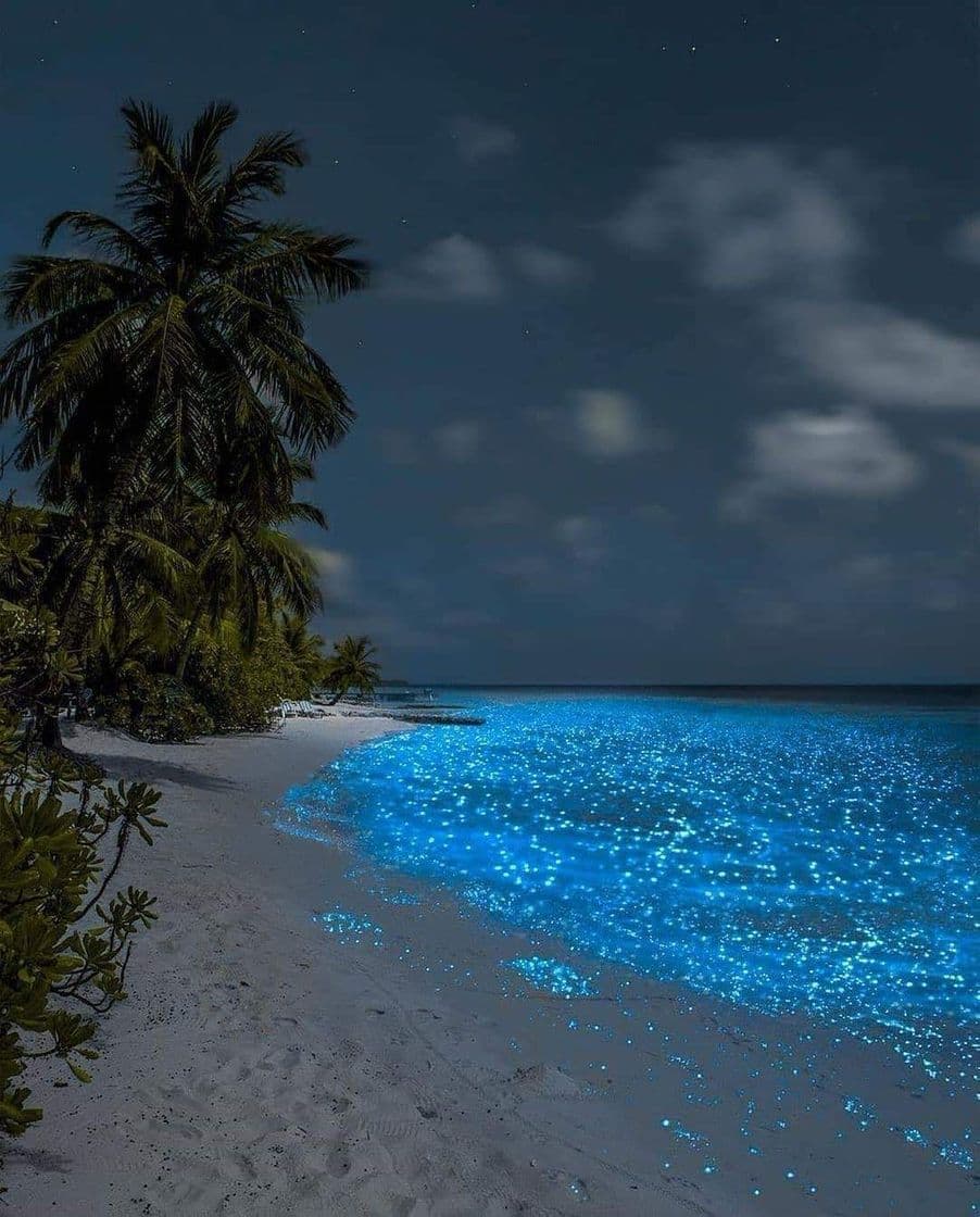 Moda Bioluminisciencia en holbox