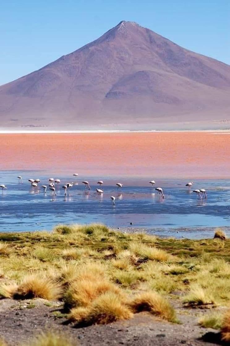 Lugar Laguna Colorada