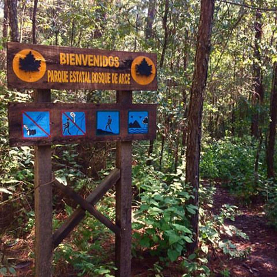 Lugar Bosque de Arce, Bosque de Maple