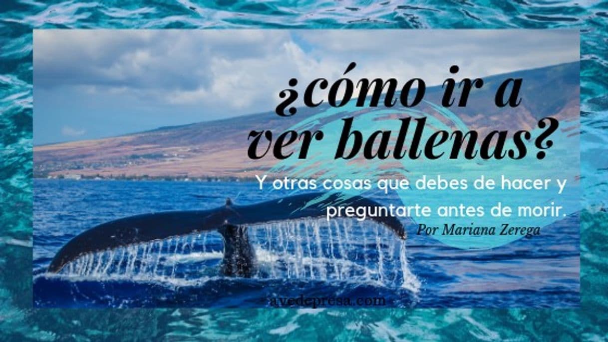 Place ¿Cómo ir a ver ballenas? Esto debería ir en tu bucketlist