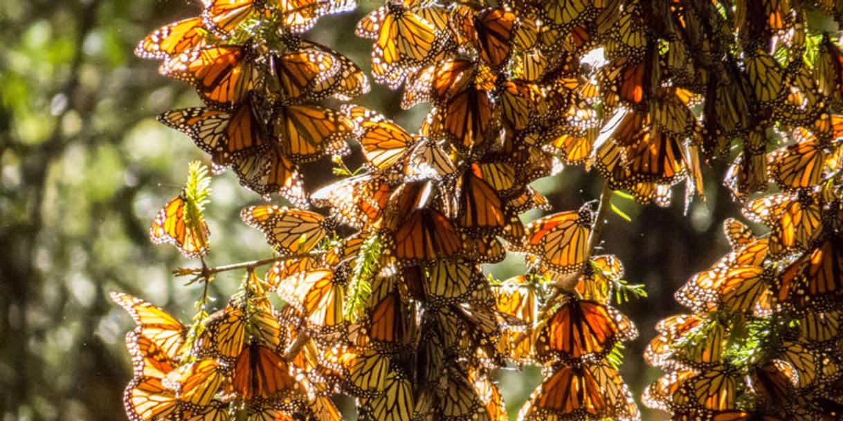 Lugar Reserva de la Biósfera Santuario Mariposa Monarca