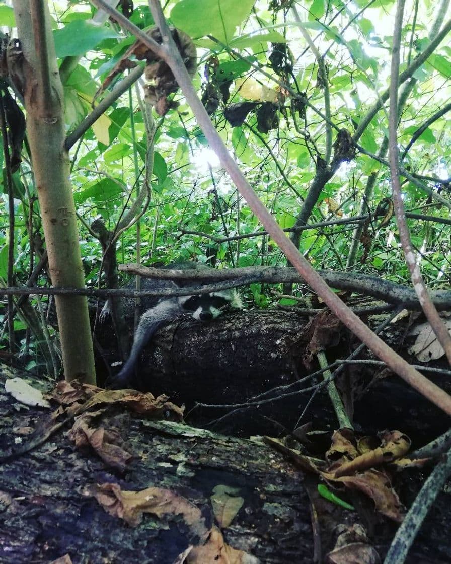 Place Parque nacional Cahuita